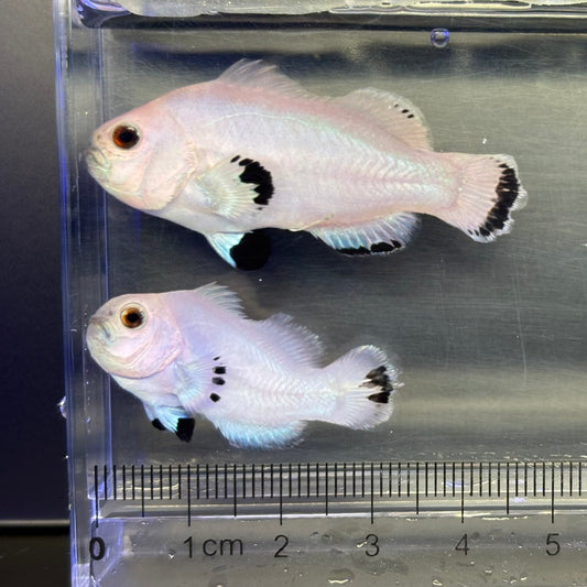 Platinum Storm Clownfish