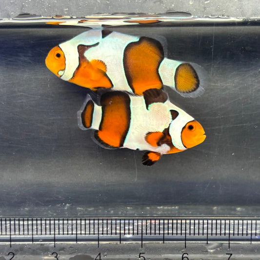 DaVinci Clownfish