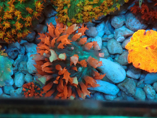 St.Thomas Multicolor 01