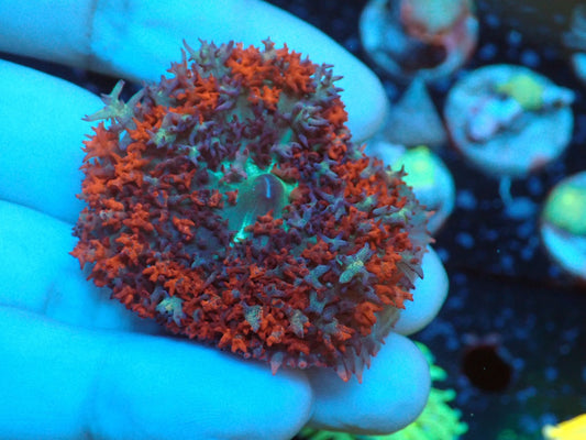 St.Thomas Multicolor 02