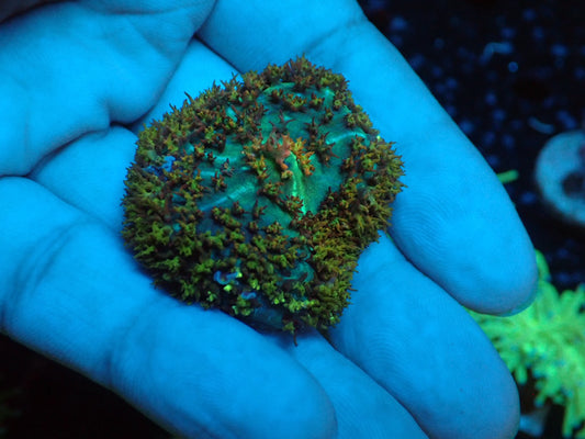 St.Thomas Neon Green