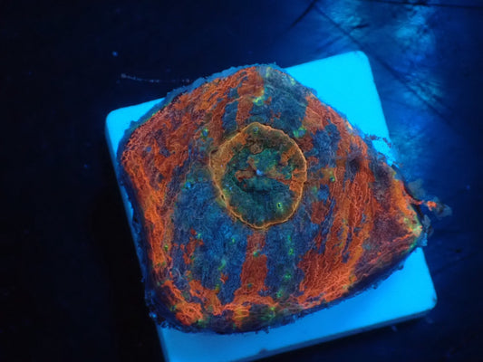 Scolymia vitiensis フラグ01