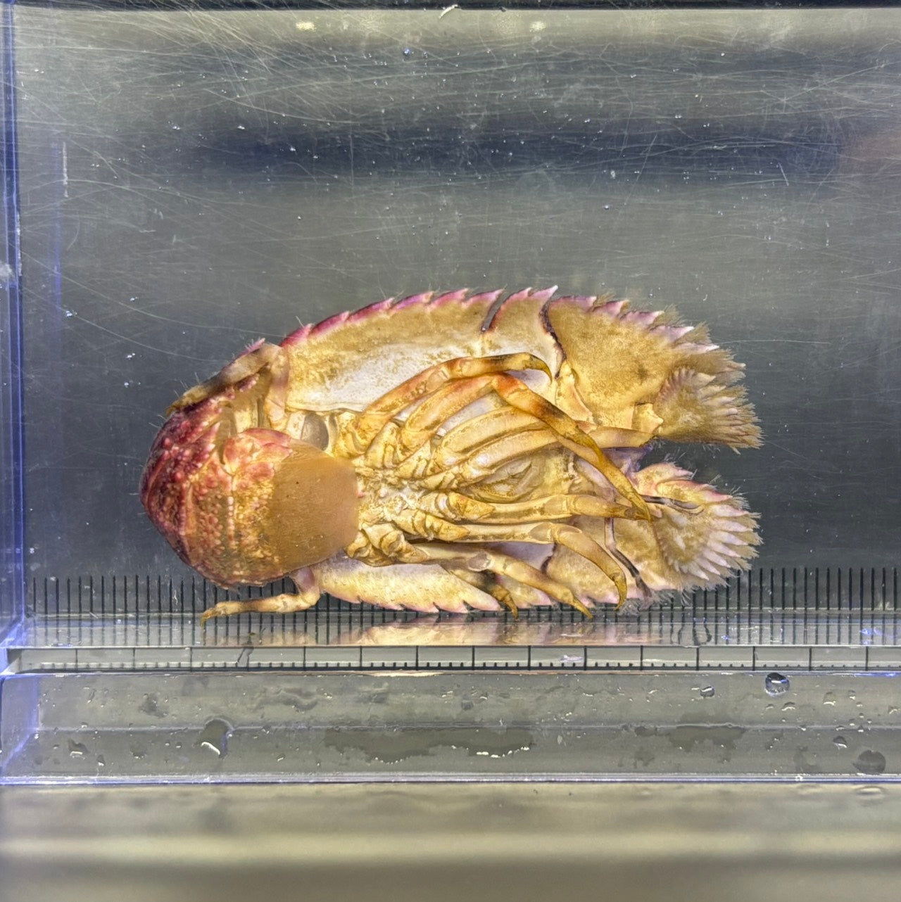 ゾウリエビ