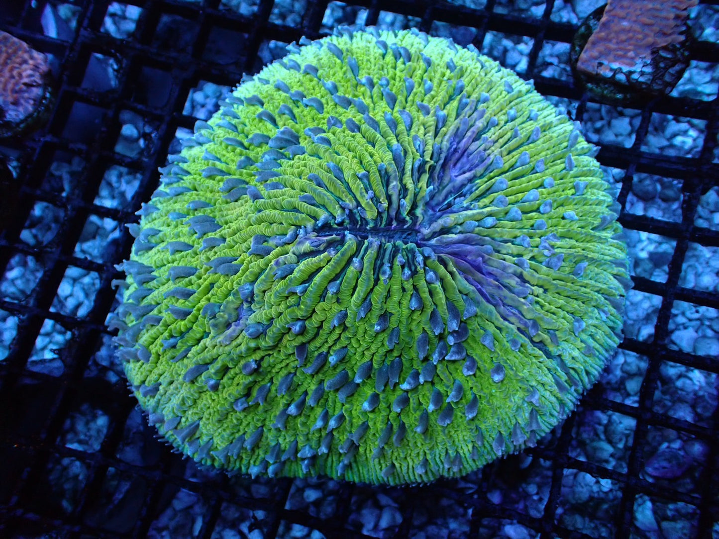 クサビライシ ハイエンド