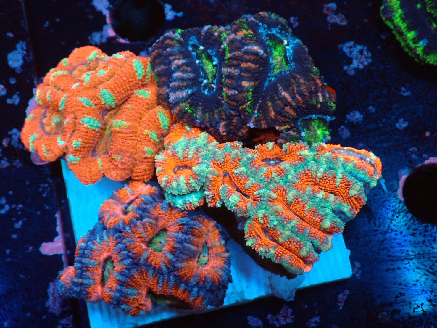 【yasu】カクオオトゲキクメイシ、オオバナサンゴ オーストラリア産カクオオトゲキクメイシアソート 03 – FISH UP