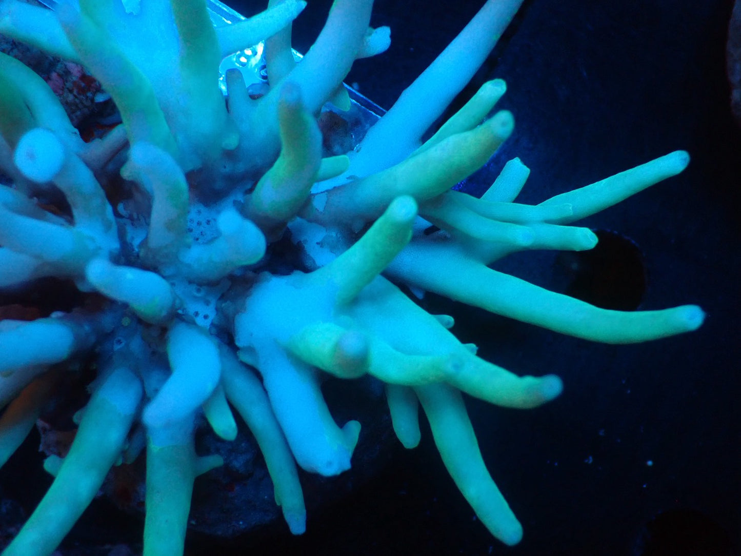 Acropora (suharsonoi) インドネシア産069