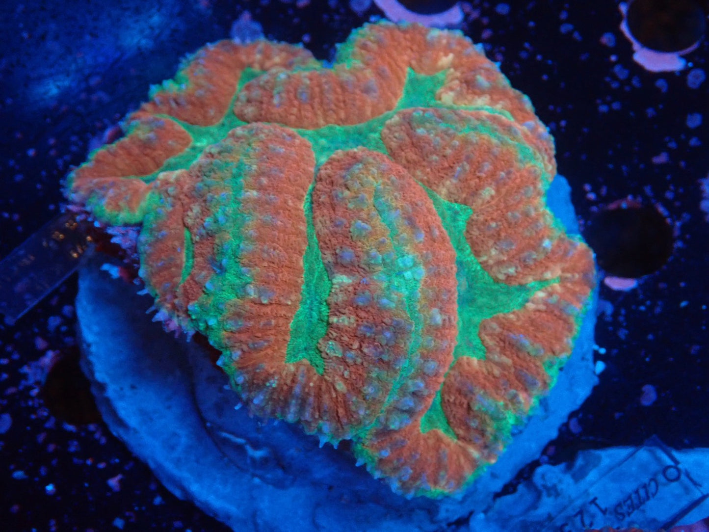 ダイノウサンゴ属の1種(Symphyllia sp.)03