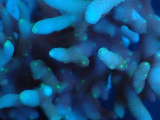 Acropora (caroliniana) インドネシア産070