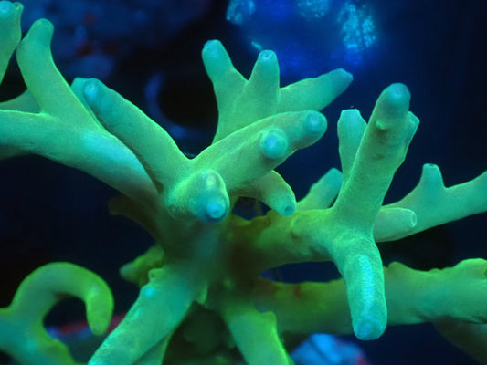 Acropora (caroliniana) インドネシア産071