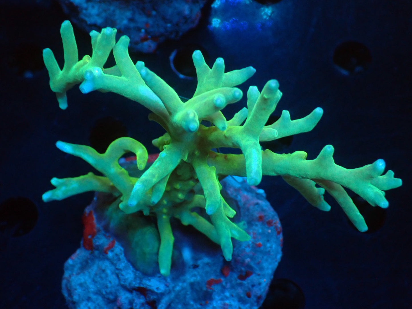 Acropora (caroliniana) インドネシア産071