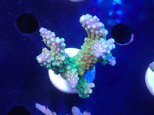 Acropora (Natalensi)フラグ 01