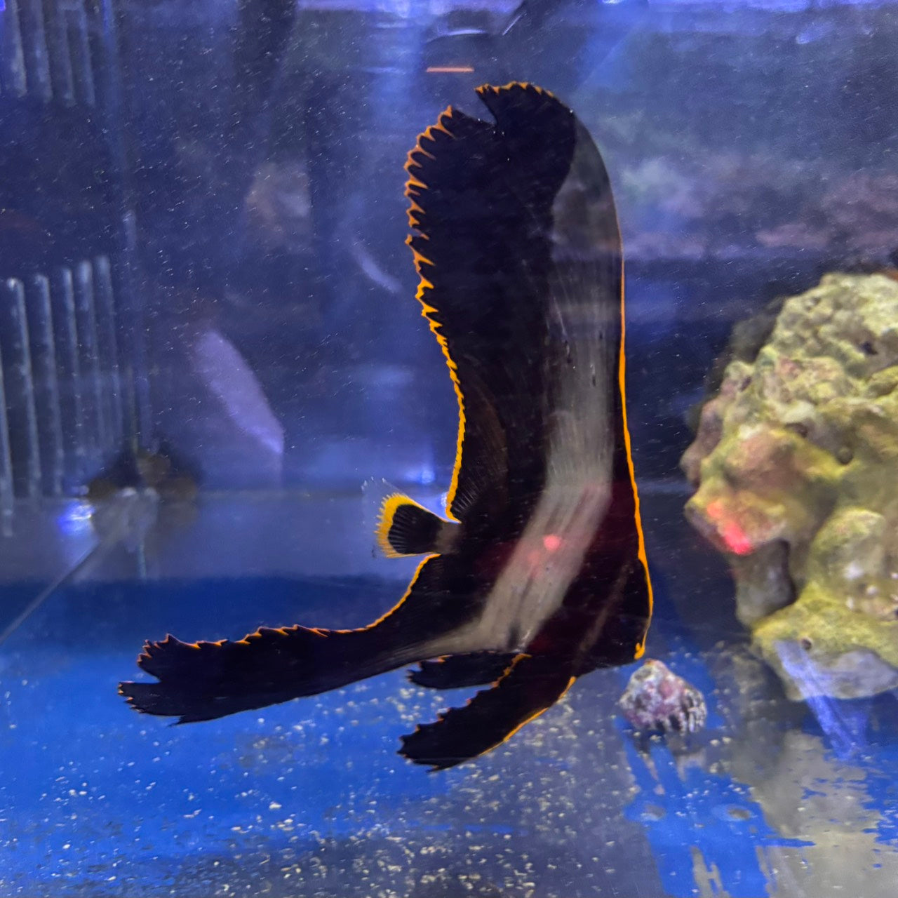 アカククリ