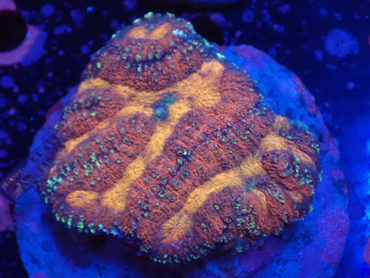 ダイノウサンゴ属の1種(Symphyllia sp.)02