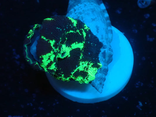Kriptnaite Jaw breaker 03