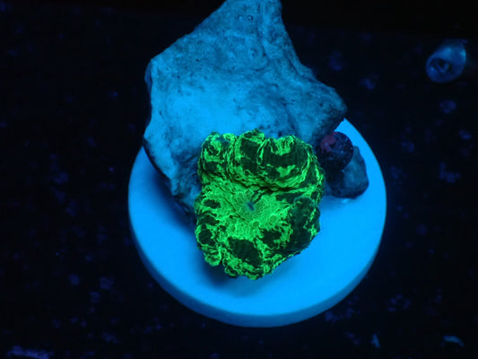 Kriptnaite Jaw breaker 01