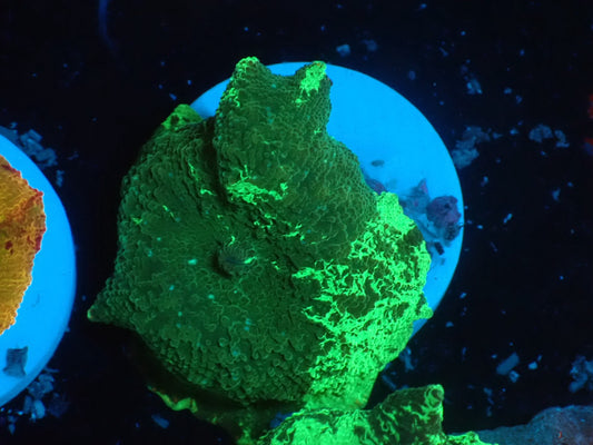 Kriptnaite Jaw breaker 02