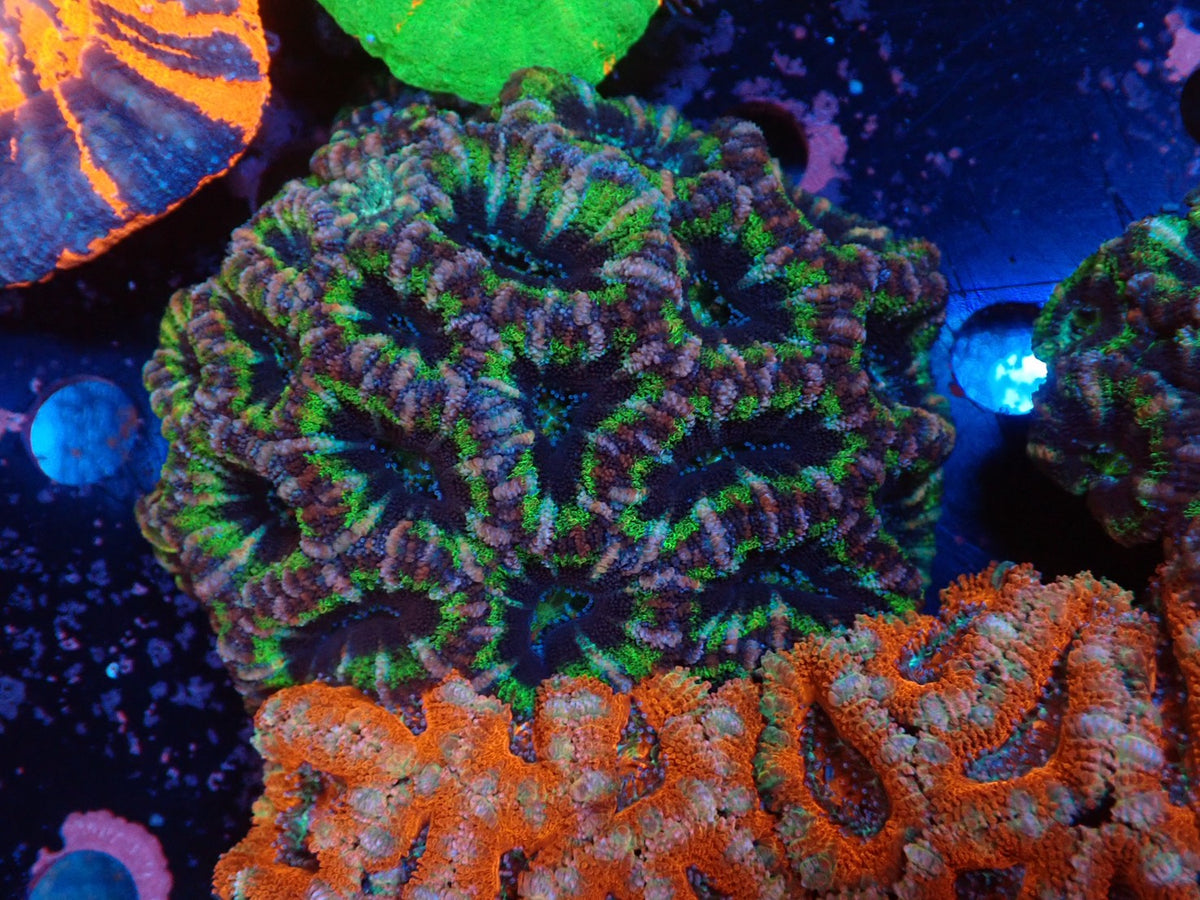 オーストラリア産カクオオトゲキクメイシ 01