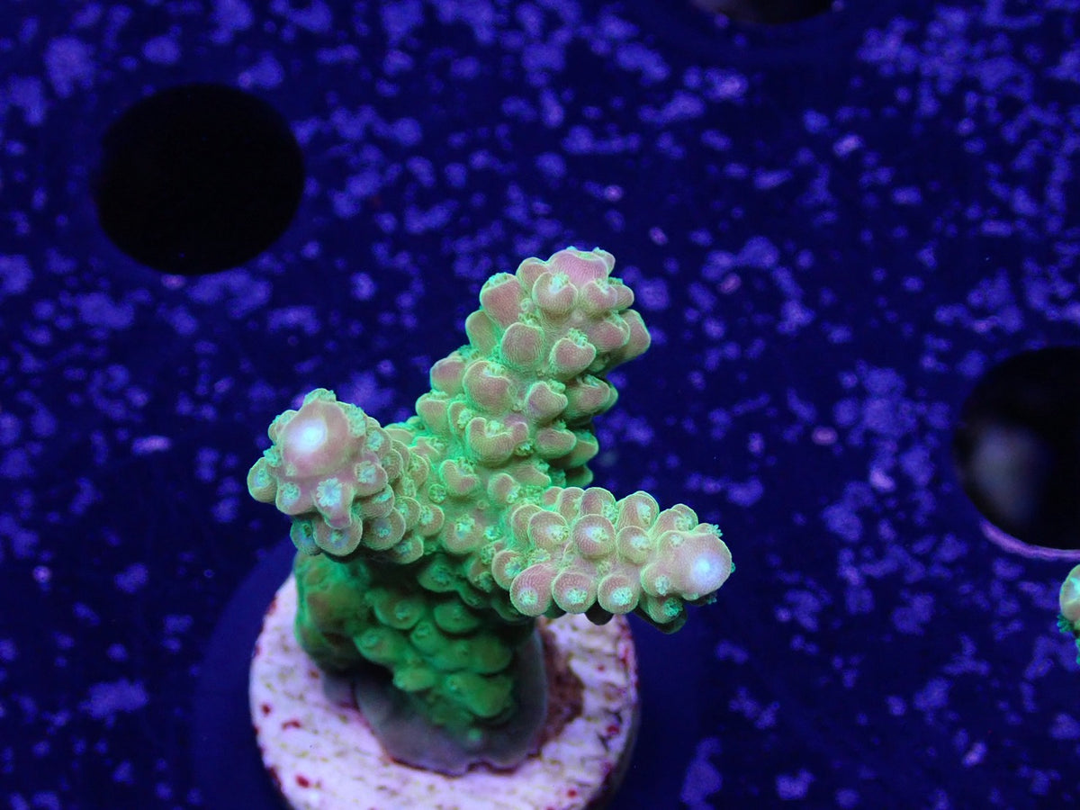 Acropora (Natalensi)フラグ 03