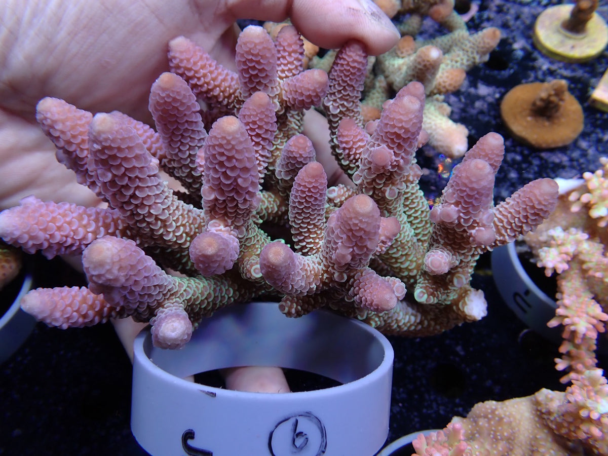 Acropora (スパスラータ)オーストラリア産06