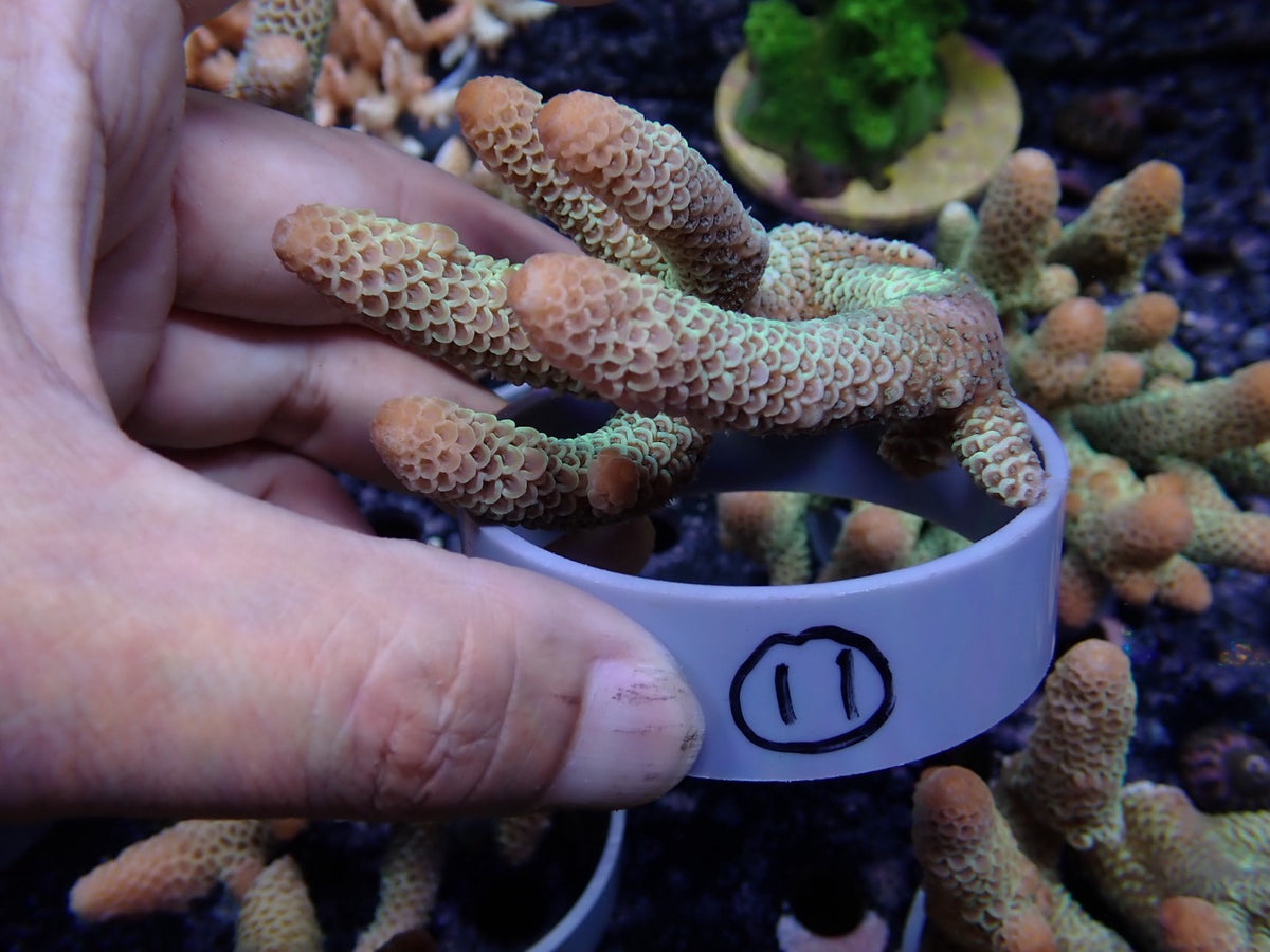 Acropora (スパスラータ)オーストラリア産011