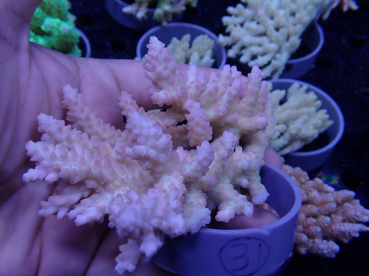 Acropora オーストラリア産031