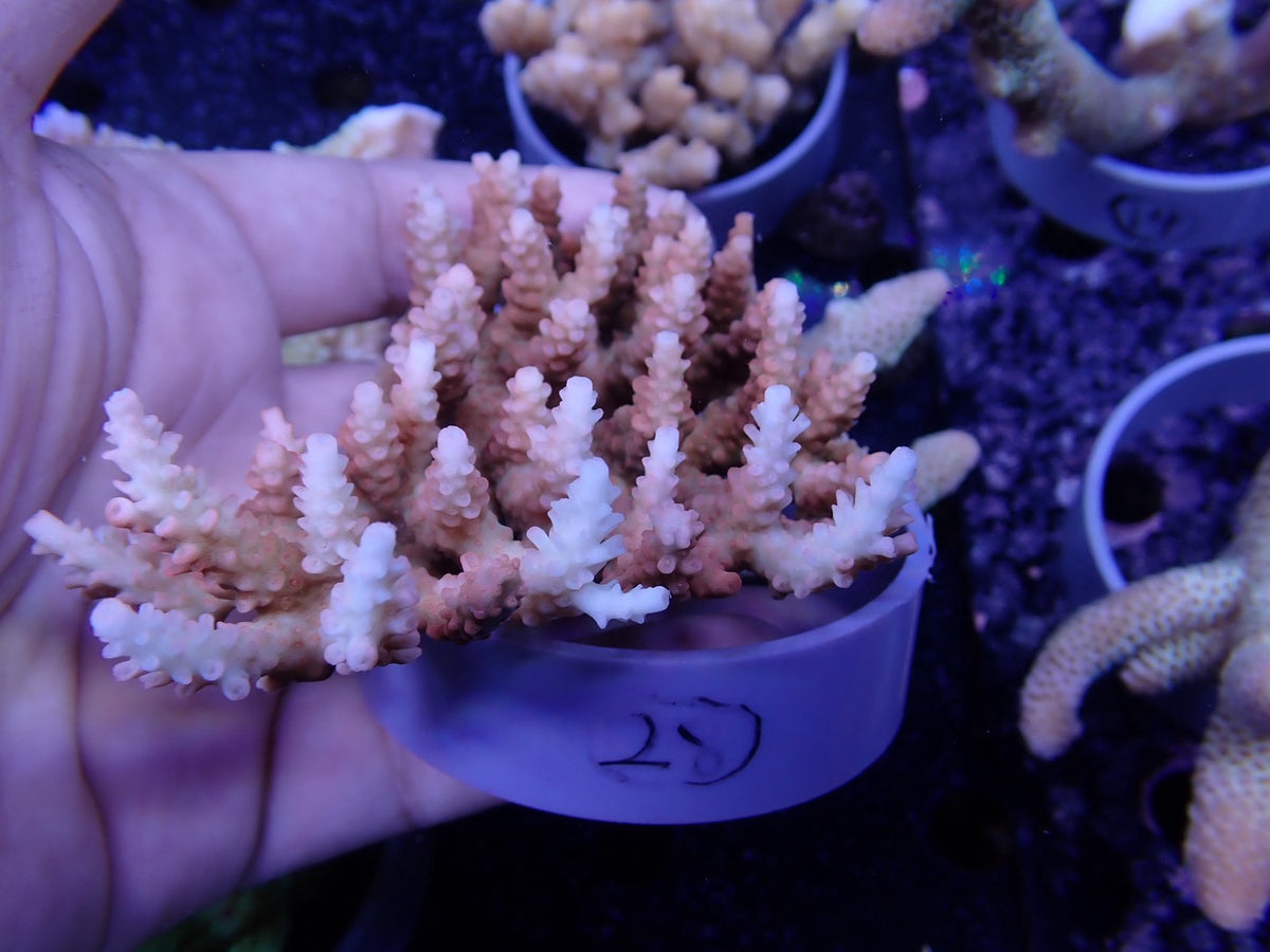 Acropora オーストラリア産028