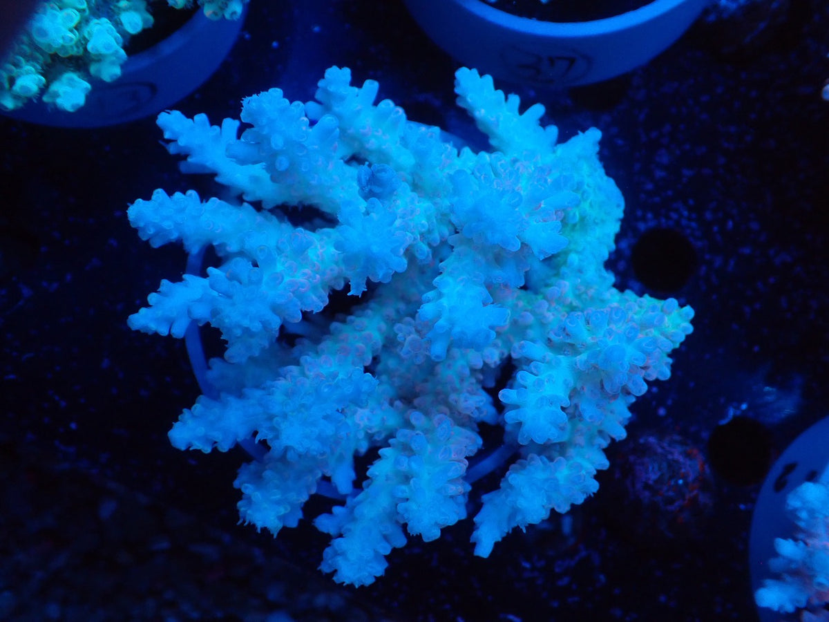 Acropora オーストラリア産036