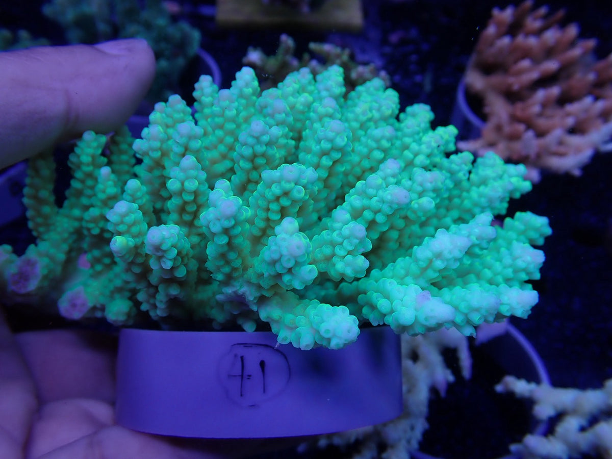 Acropora オーストラリア産041
