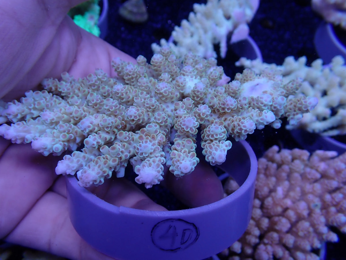 Acropora オーストラリア産040