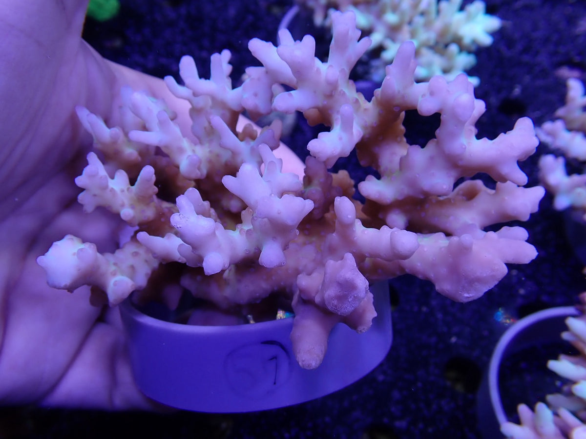 Acropora 深場系 インドネシア産057