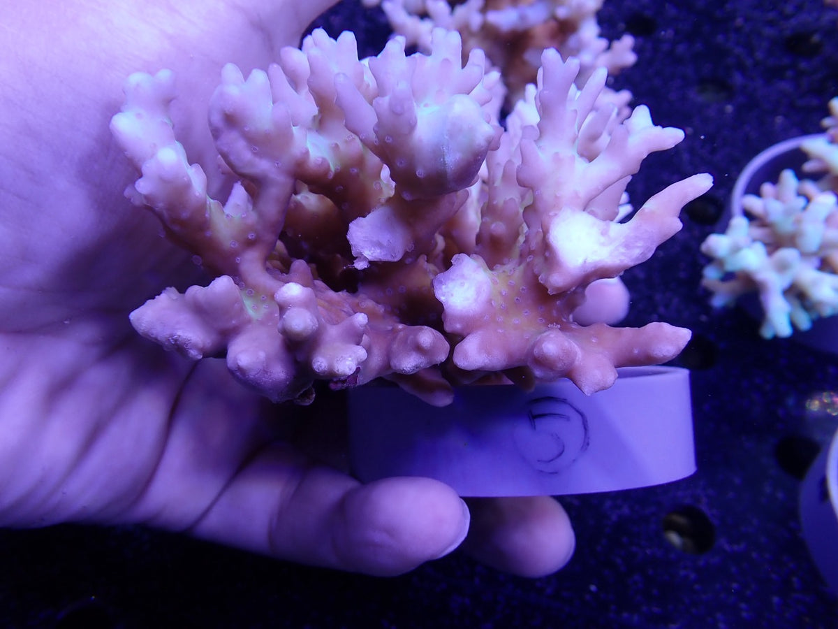 Acropora 深場系 インドネシア産05