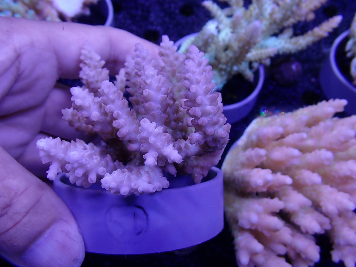 Acropora オーストラリア産056