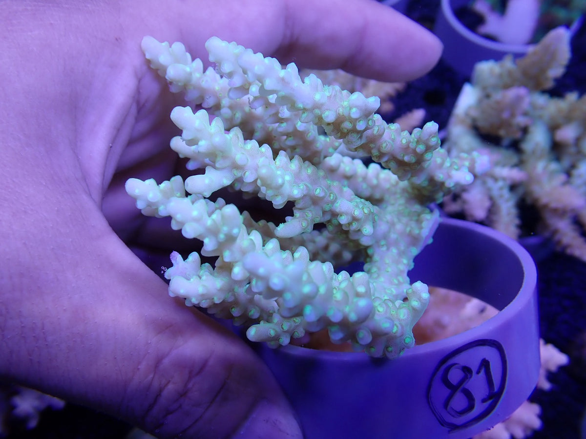 Acropora オーストラリア産081