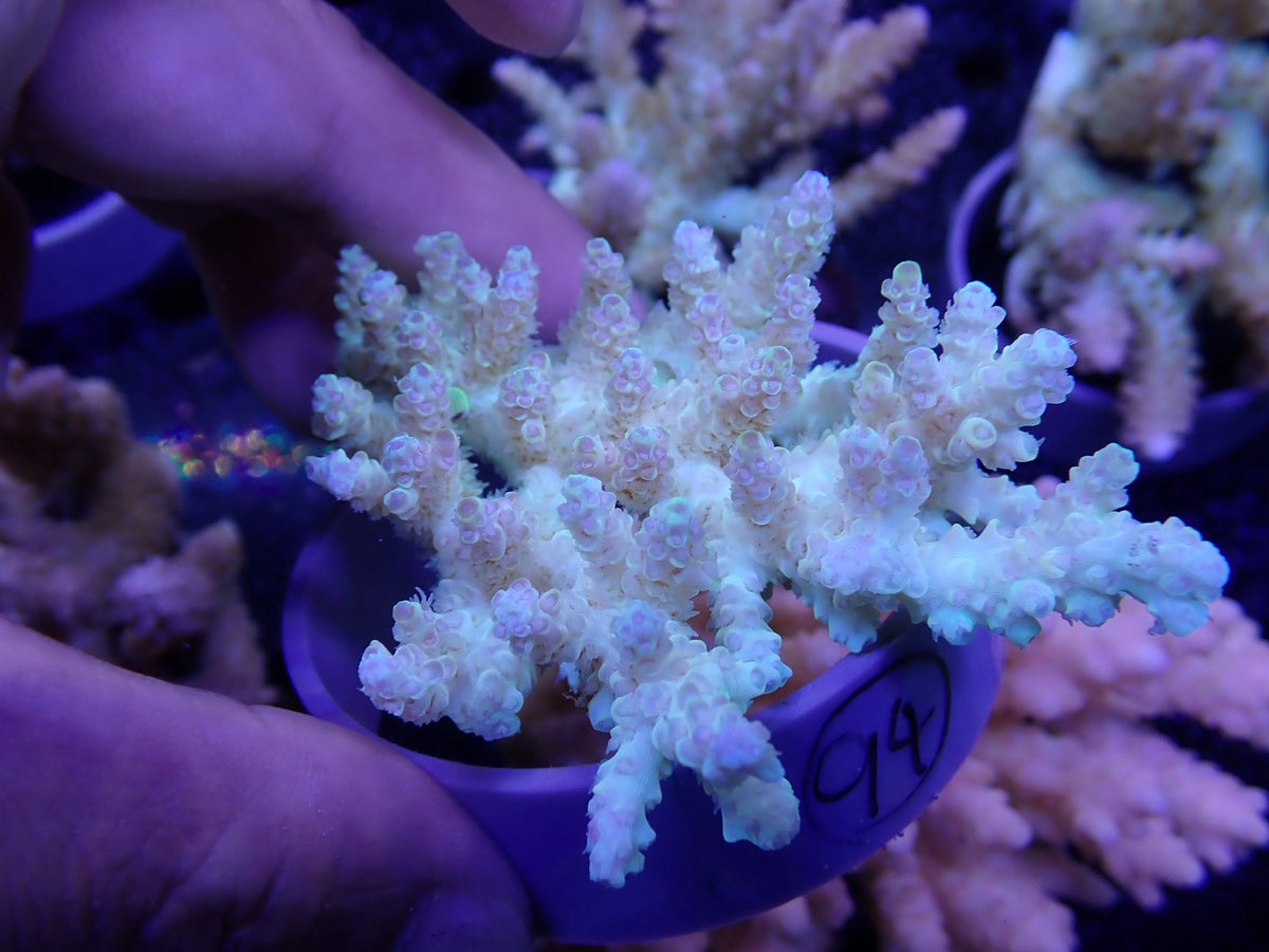 Acropora オーストラリア産094
