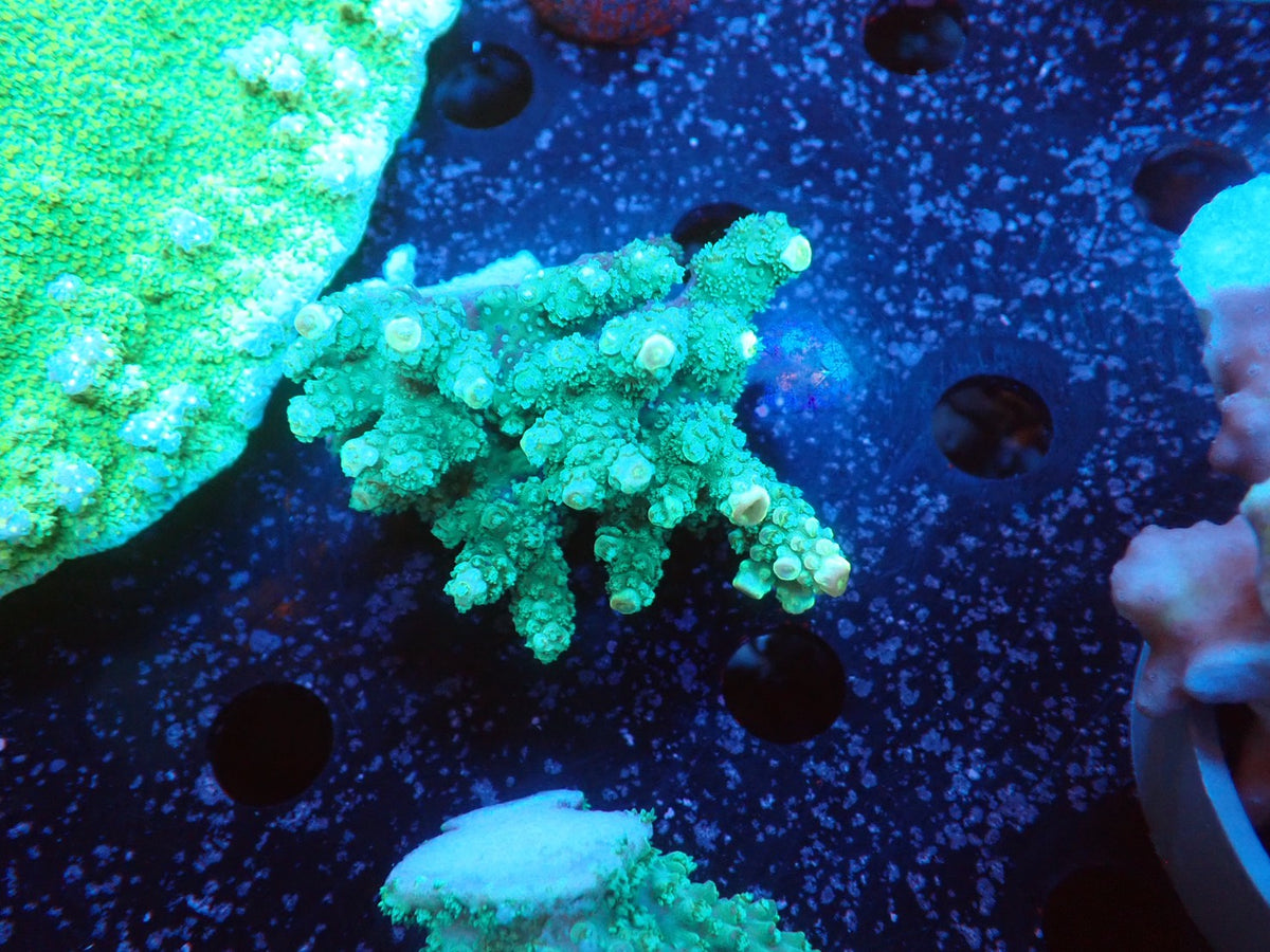 Acropora インドネシア産075