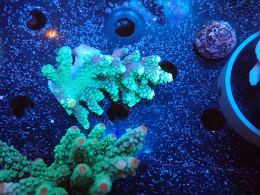 Acropora インドネシア産073