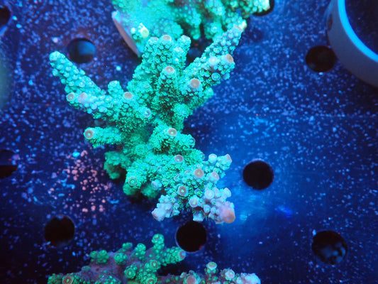 Acropora インドネシア産072