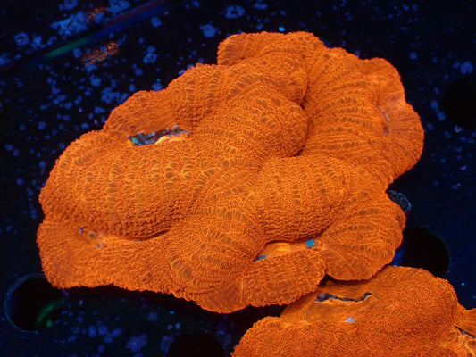 オーストラリア産ボアバンキ040