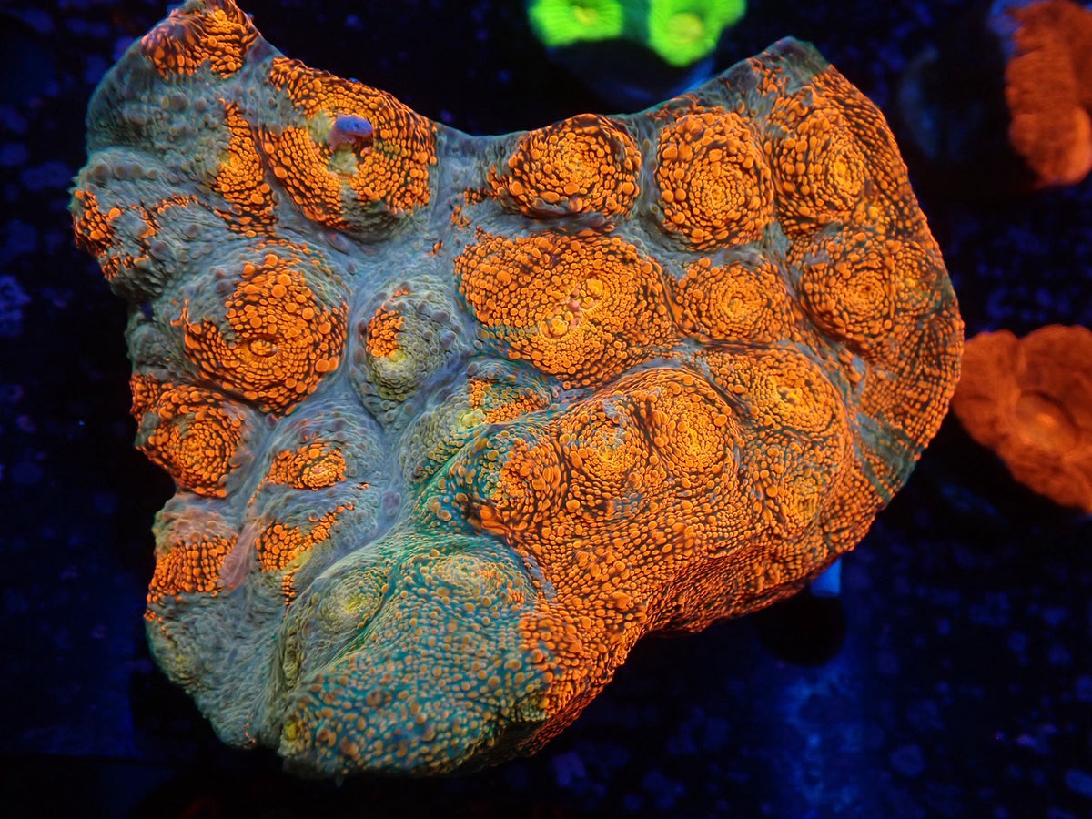 Deep Sea Echinophyllia019