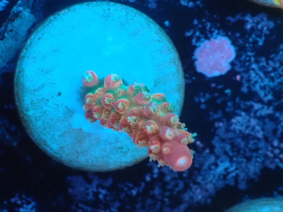 ミドリイシフラグ06