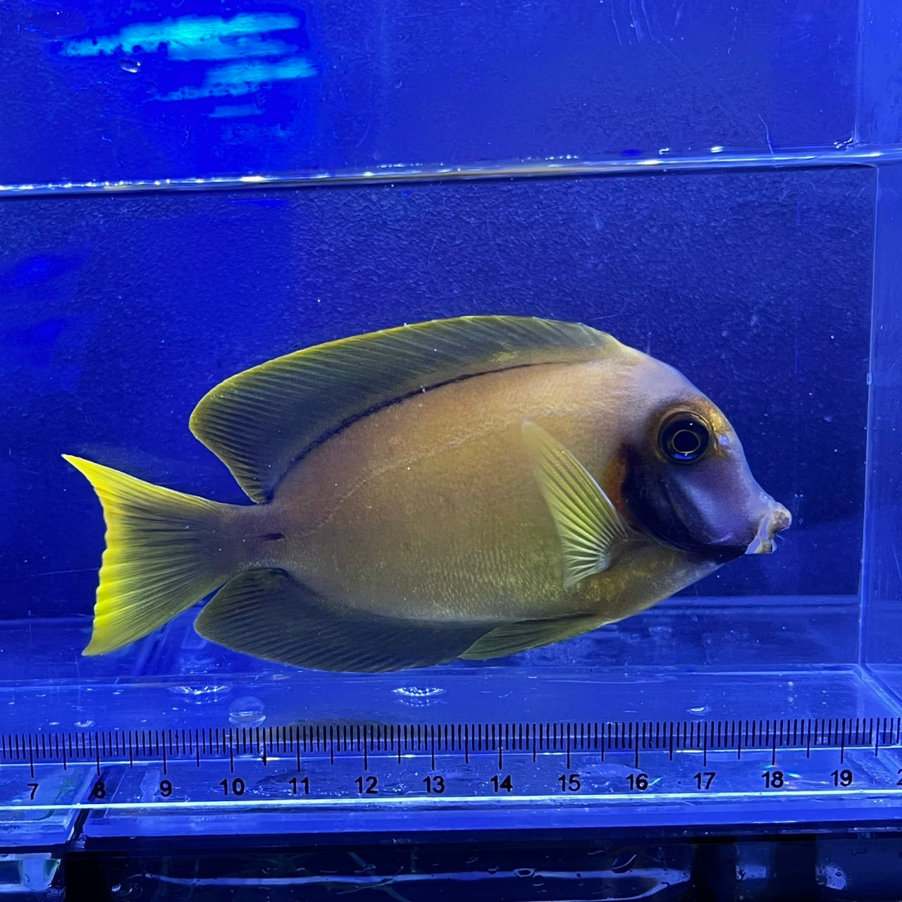 クログチニザイエロー