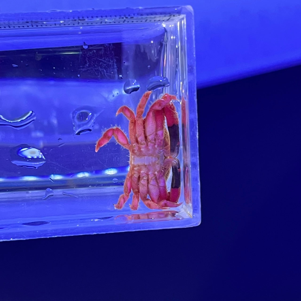 ストロベリークラブ