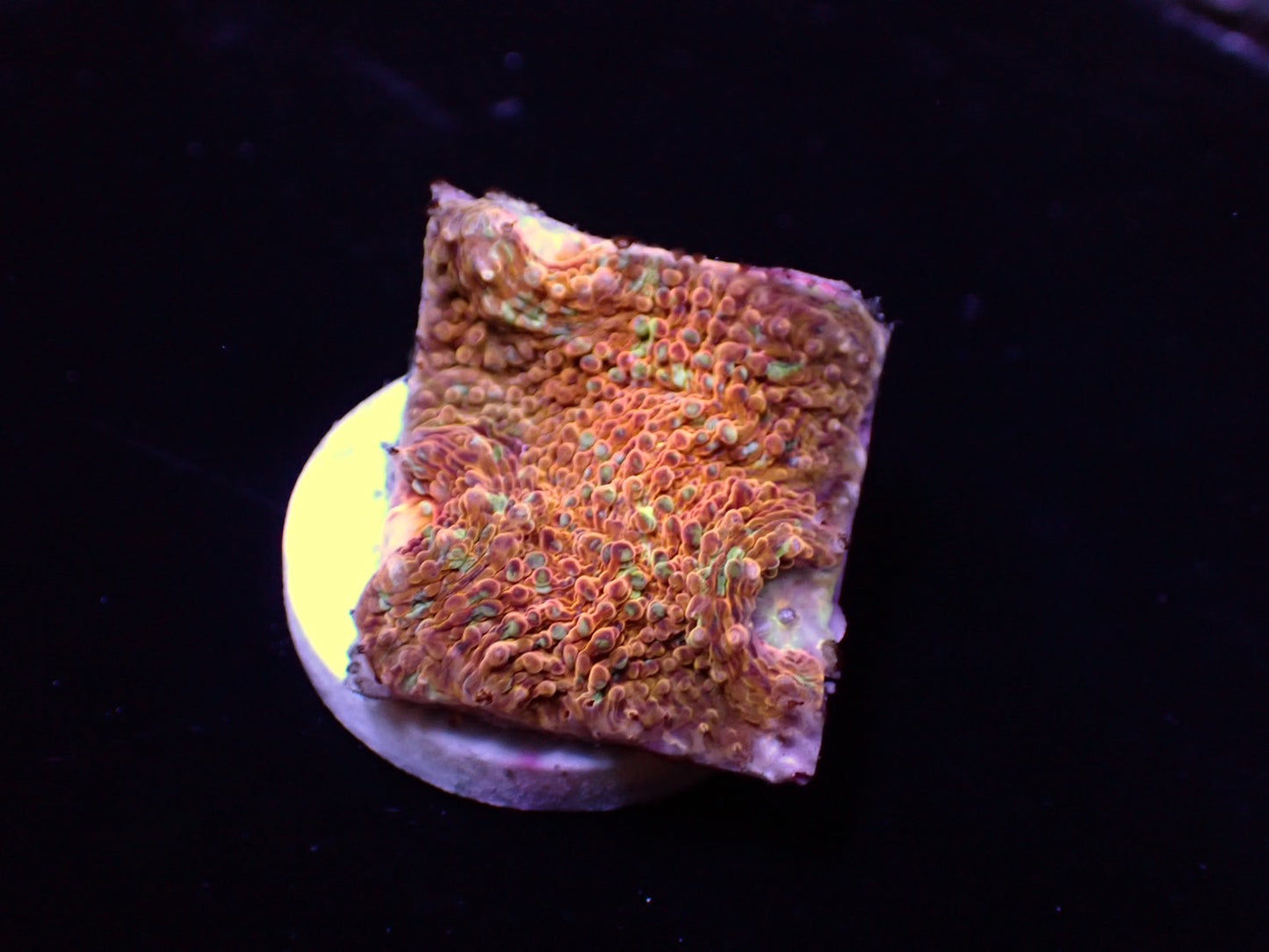 【TTC】breed coral キッカサンゴ ゴールド系