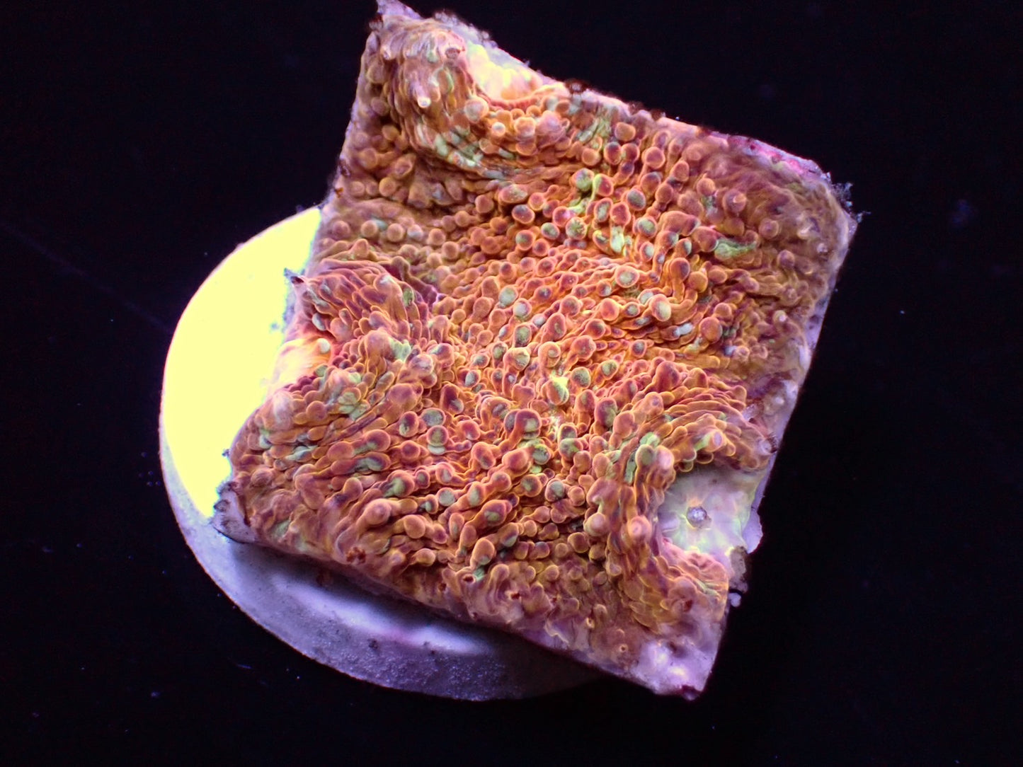 【TTC】breed coral キッカサンゴ ゴールド系
