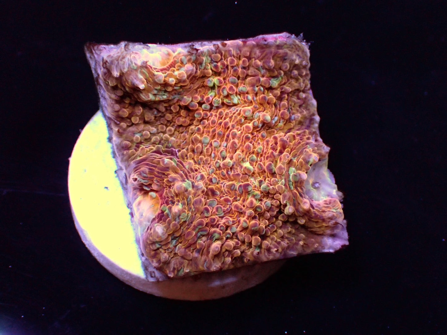 【TTC】breed coral キッカサンゴ ゴールド系