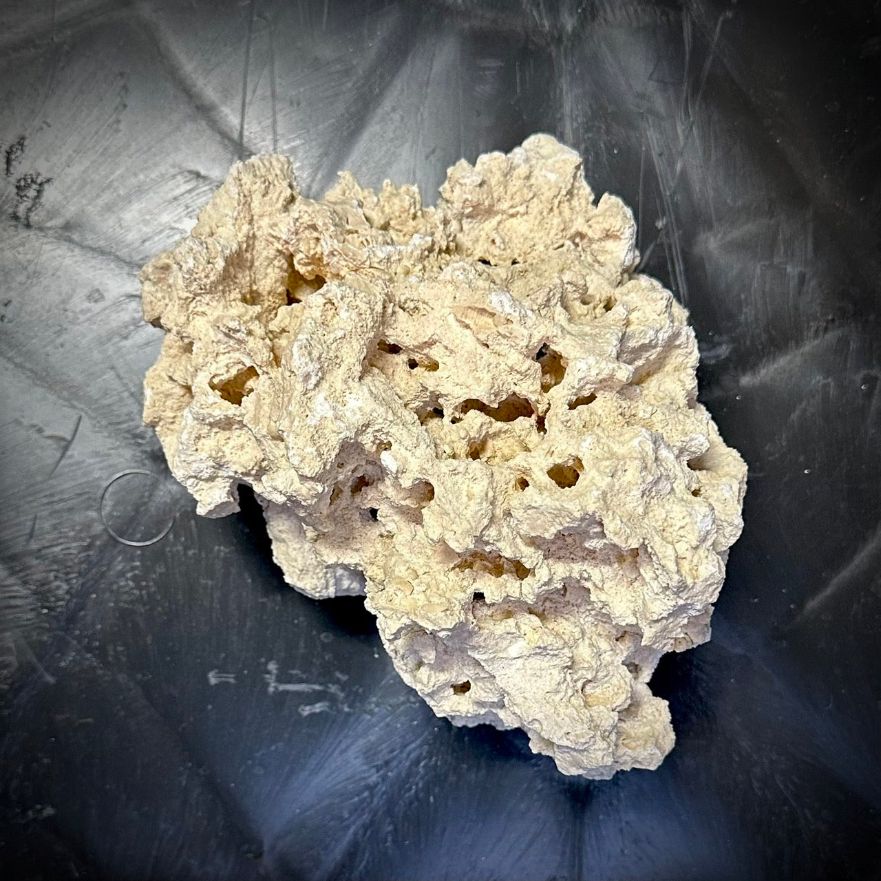 マルコロック(Reef Saver)塊