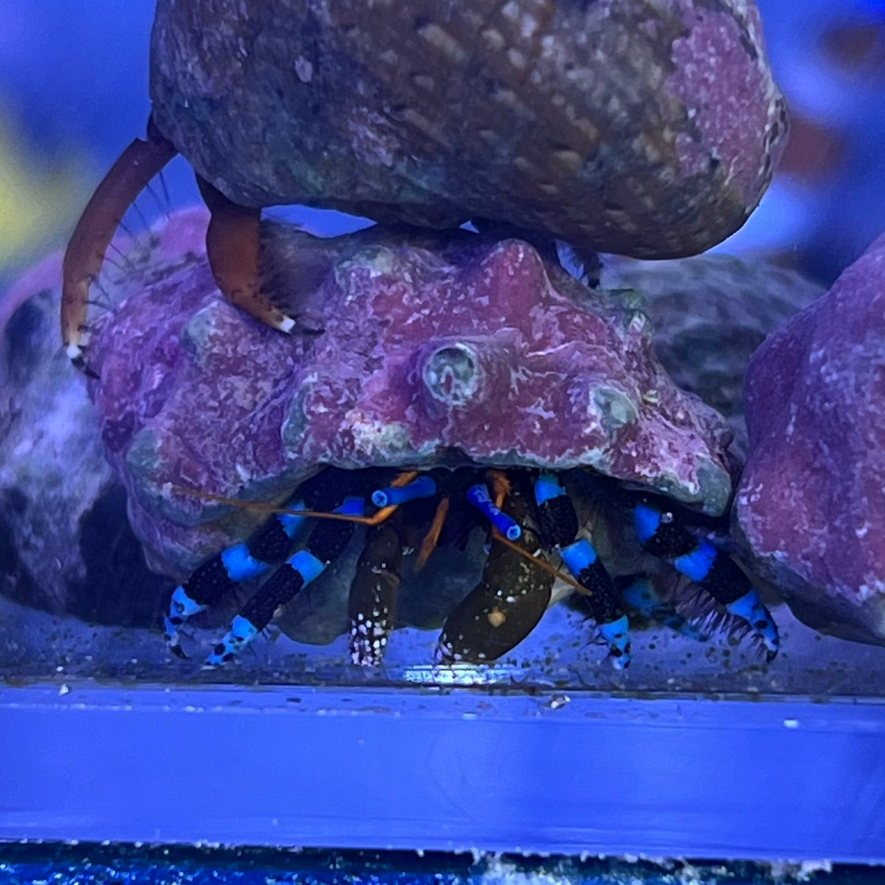ユビワサンゴヤドカリ