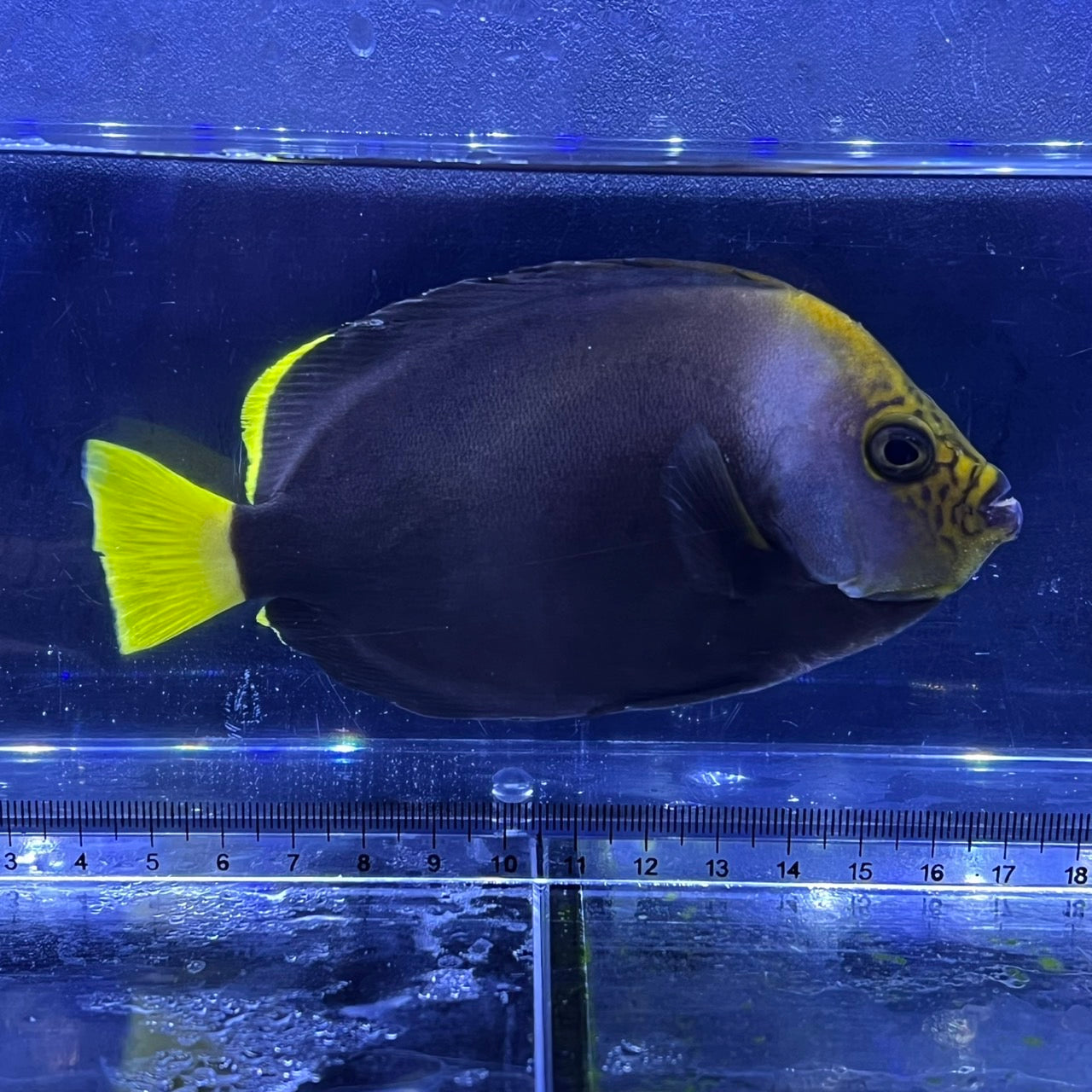 ブラックファントムエンゼル