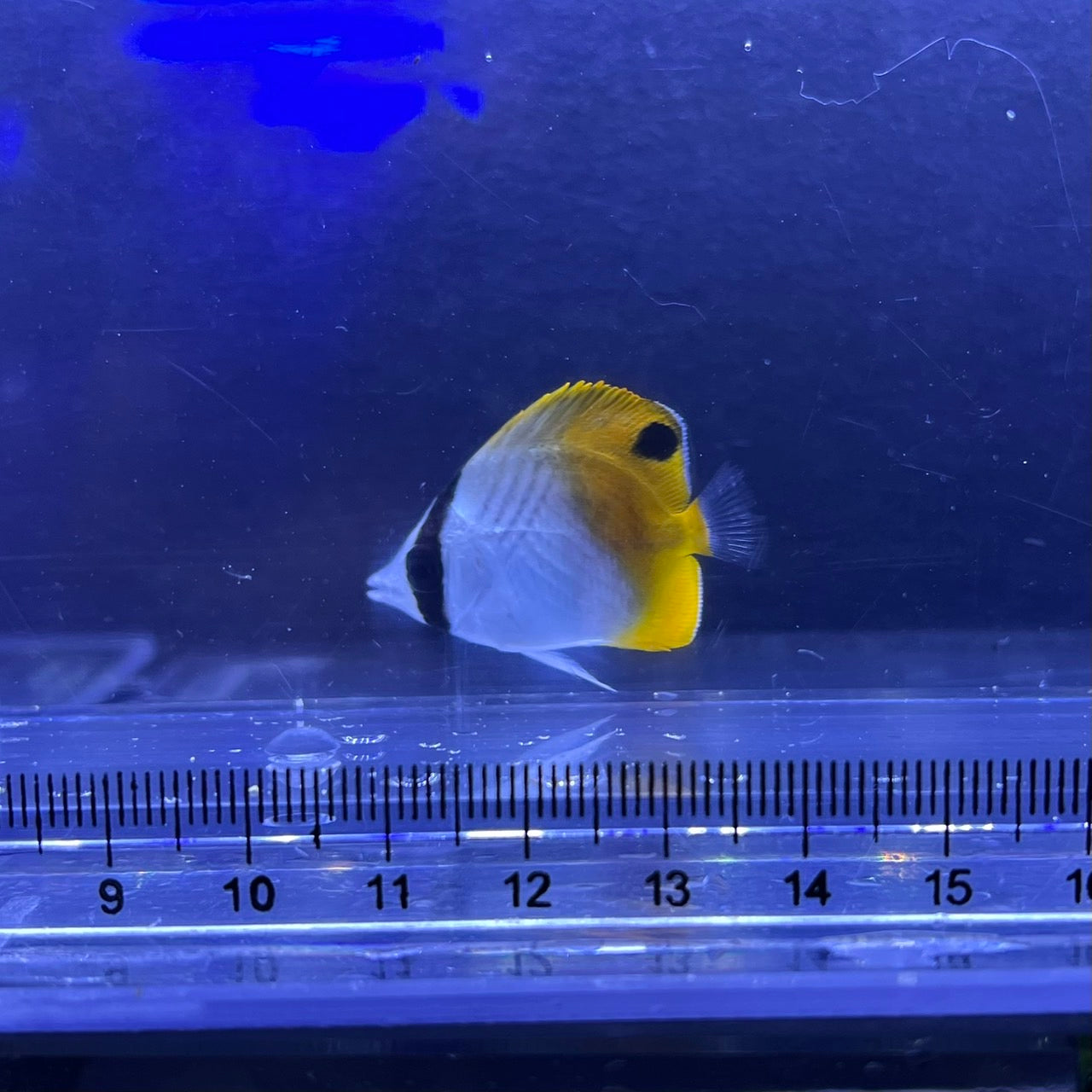 トゲチョウチョウウオ