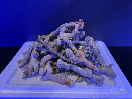 ライブロックブランチ1Kg